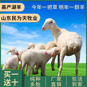 湖羊活羊纯种母羊胡羊种公羊小尾寒羊，奥湖杂交羊羔幼绵羊养殖技术