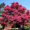 紫薇树苗庭院种植大红色大型美国红火箭紫薇花树苗盆栽绿化风景树