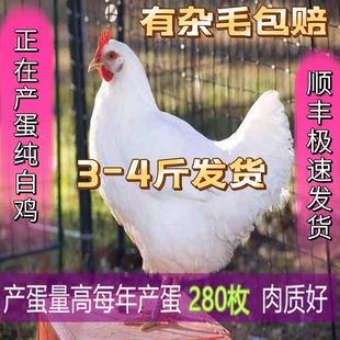 白来航鸡正在产蛋成年鸡农村散养纯白母鸡纯白公鸡放养土鸡36白鸡