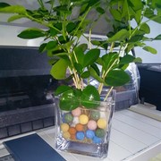 现货九里香盆栽 容易养好成活净化空气 室内绿植水培植物整套含盆