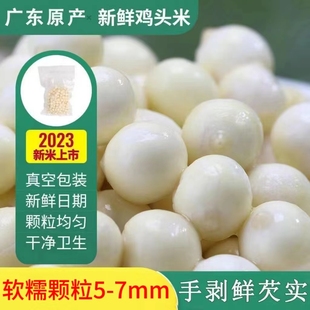 2024正宗新鲜鸡头米当季芡实手剥大颗粒苏州茨实，真空袋装非干货