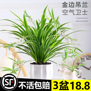 金边吊兰盆栽室内植物花卉新房，家用净化空气，吸除甲醛水培垂吊绿植