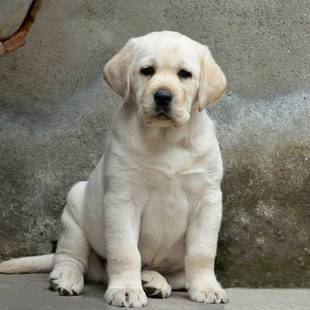 拉布拉多犬出售纯种拉布拉多犬活体拉布拉多幼犬看家护卫犬