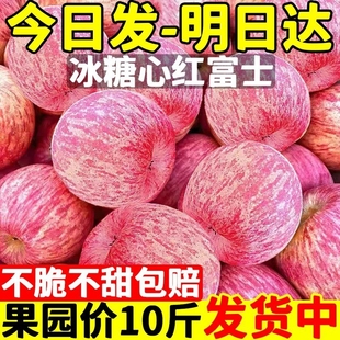 陕西洛川红富士苹果水果新鲜整箱，当季脆甜丑平果10冰糖心萍果