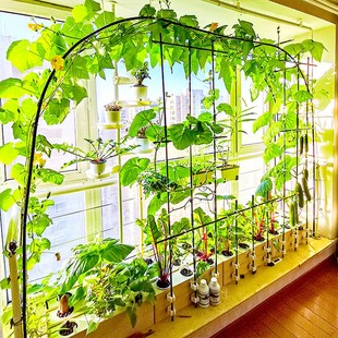 无土栽培黄瓜水培蔬菜家庭室内阳台种菜神器智能箱自动管道式设备