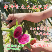 种青皮红肉火龙果树苗带果嫁接台湾青龙四季红心火龙果苗盆栽