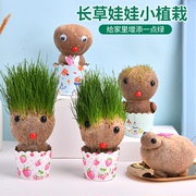 肥小美草头娃娃头上长，草人小盆栽，种植浇水观察生长绿植物幼儿童