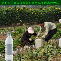 可以喝的丝瓜水基地，采集孕妇无添加丝瓜茎，汁液天然丝瓜水500ml