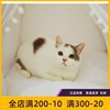 #瑶瑶名猫#英短蓝白纯种，英国短毛猫，dd净梵实猫拍摄(待售)