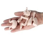 仿真器官模型玩具器官，心肝肺儿童宝宝，益智早教蒙氏幼儿园教具用品