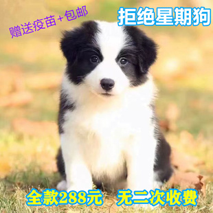 纯种边牧幼犬七白三通，边境牧羊犬活体黑白陨石，金边中型犬宠物狗狗