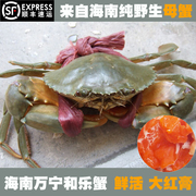海南和乐蟹鲜活大青蟹，野生蟹母蟹大红膏蟹，海蟹面包蟹2斤