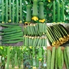 四季播种蔬菜种子丝瓜，种籽棱丝瓜果种子，套餐阳台种菜春秋播种菜