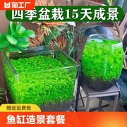 鱼缸小型造景水草种子水草泥，生态家用创意鱼缸，玻璃瓶水培植物四季