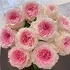 新鲜家用单头玫瑰鲜花束，云南基地直发鲜切花o水养，室内送人礼物包