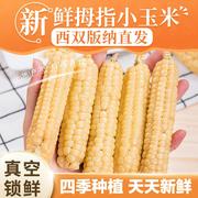 雨林农夫西双版纳拇指小玉米新鲜营养真空包装即食代餐1斤/2斤