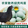 新鲜散养绿壳乌鸡蛋，40枚农家土鸡蛋，绿壳蛋青壳笨鸡蛋破损包赔