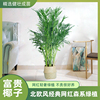 富贵椰子大型绿植，盆栽室内客厅办公室，好养植物四季常青除甲醛