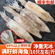 6斤带籽海兔满籽鲜活笔管鱼新鲜籽乌冷冻天然籽海鲜水产小鱿鱼