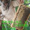 蜂蜜赣南五指峰农家自产纯正蜂巢蜜土蜂蜜槐花成熟百花蜜散装 2斤