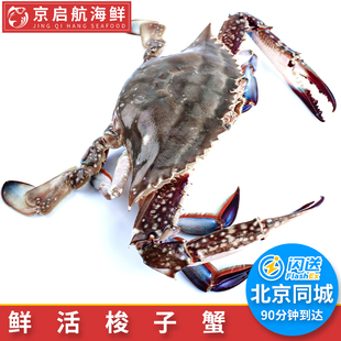 约1斤只北京闪送公母梭子蟹鲜活丹东螃蟹大飞蟹大白蟹