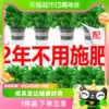 绿萝盆栽室内植物除甲醛好养绿箩长藤新房家用吸甲醛大盆绿植