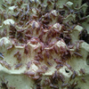 白蟋蟀(白蟋蟀)活体虫油葫芦，蛐蛐针头蟋蟀，1-2cm压成体500g鸟宠活食料
