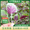 美农汇紫红大圆叶红苋菜种子，香港种688耐热耐寒耐抽苔早熟生长快