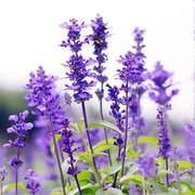 薰衣草盆栽阳台花园庭院熏香味花卉，植物带花苞紫花植物净化空气花