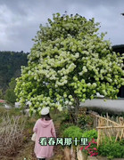 中华木绣球大花斗球扦插小苗绿色，白色木本花卉趣味阳台楼顶庭院植