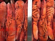 熟冻波士顿龙虾350-400g一箱4.54公斤规格齐全江浙沪皖