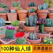 实生仙人球组合套餐新手，小盆栽室内花卉多肉植物，仙人掌鸾凤玉星兜