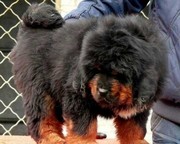藏獒幼犬出售纯种双血统，巨型护卫狮王铁包金雪獒鬼獒看家护卫狗狗