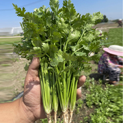 香菜种籽老品种香菜种子四季大叶，小叶香菜籽种山东芫荽种籽