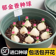 郁金香种球盆栽花种水培重瓣大荷兰四季开花好活土养阳台花卉种子