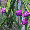 哥伦比亚紫龙火龙果苗耐寒品种，果树南北可种盆栽，地栽四季当年结果