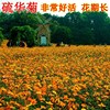 硫华菊花籽种子户外大波斯菊盆栽四季易种硫化菊黄秋英春秋夏播种