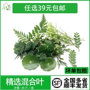 新鲜混合花草 清香木 芒叶 薄荷40片 酒店西餐摆盘鲜花草装饰点缀