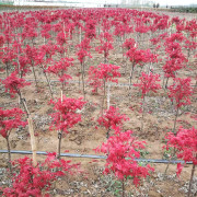 园林绿化苗庭院植物欧洲红枫苗嫁接加拿大三季红枫苗常年红枫树苗