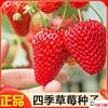 四季奶油草莓种子盆栽种植超甜大果型种籽阳台水果，易播种(易播种)原厂包装