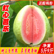 广西番石榴红心芭乐果，新鲜特产当季热带，水果9斤巴乐清脆香甜