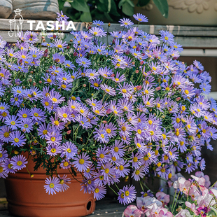 塔莎的花园姬小菊盆栽，带花苞多年生菊花苗四季花卉阳台植物花草