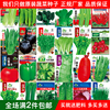 蔬菜水果种子阳台西瓜番茄香菜青菜，萝卜生菜小葱，菠菜籽菜种籽菜苗