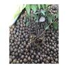绿茶种子特早茶种子，耐寒茶叶种子茶树籽各种茶叶，种子播种种籽
