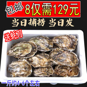 乳山生蚝鲜活海蛎子新鲜带壳牡蛎1斤4-6个海鲜贝类水产8斤装