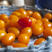 有机认证小番茄，红黄搭配天然番茄味，浓郁而自然