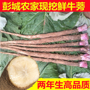 现挖鲜牛蒡徐州特产两年生牛膀，新鲜牛蒡根牛旁农产品茶原料5斤装