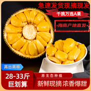 海南菠萝蜜新鲜水果 三亚特产黄肉干包波罗蜜当季一整个40斤