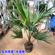 耐寒蒲葵植物棕榈科树扇叶室内外绿植四季长青大型观叶好养活网红