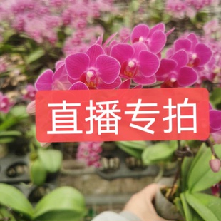 文心兰盆栽带花带花浓香兰花，迷你香水室内客厅四季开花梦香兰